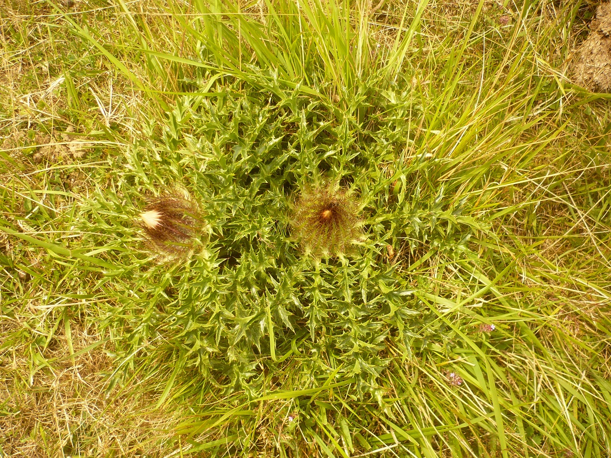 Carlina acaulis subsp. caulescens (Asteraceae)